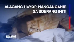 Mga alagang hayop, posibleng makaranas ng heat stress dahil sa banta ng El Niño