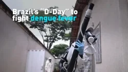 Brazil's "D-Day" to fight dengue fever
