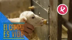 Esther enseña a los borregos más pequeños a mamar de la máquina nodriza | El campo es vida