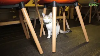 August 8th is International Cat Day