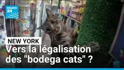 États-Unis : New York veut légaliser ses "bodega cats", les chats de ses épiceries • FRANCE 24