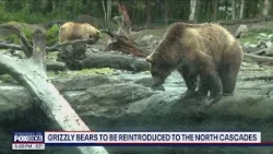 Grizzly bears returning to North Cascades | FOX 13 Seattle