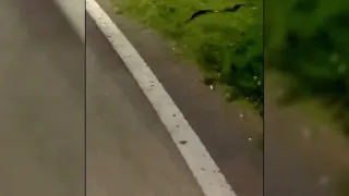 Malatya Kent Parkında Yılan Görüldü!