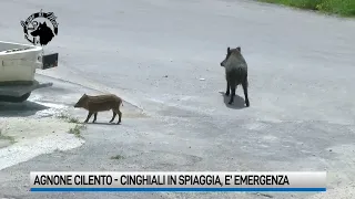 Agnone Cilento, cinghiali anche in spiaggia: appello alle istituzioni