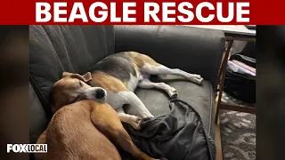 Rescued beagles from research lab look for new homes on Long Island