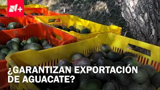 Sheinbaum guarantees security for U.S. inspectors for avocado exports