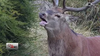 Scanno (AQ). Convivenza uomo-cervo, WWF: episodi gravi