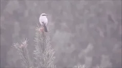 Klapekster (Natuurlijk! 09-03-2026) Klapekster (Natuurlijk! 09-03-2026)