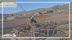 Idaho Fish and Game livestreaming osprey nest Idaho Fish and Game livestreaming osprey nest