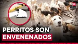 Arequipa: denuncian envenenamiento masivo de perritos