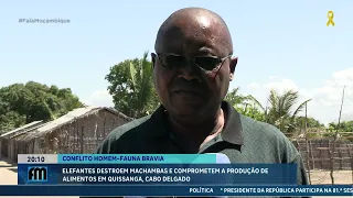 Elefantes destroem machambas e ameaçam a produção alimentar em Quissanga #Agricultura @MiramarNews