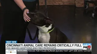 Cincinnati Animal CARE remains critically full