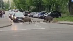 Wild Boars Crosswalk: Urban Wildlife Viral Sensation in Poland