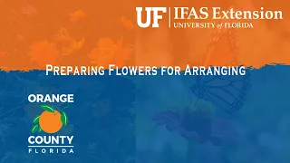 Extension Solutions | Preparing Flowers for Arranging