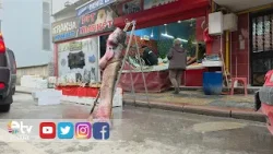 TAŞKIN DEV BALIĞI KIYIYA ATTI 102 KİLO 2 40 METRE