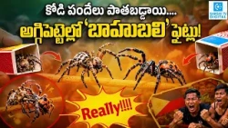 Philippines Spider Fight Club: Shocking Spider Wrestling Matches Go Viral | Bizarre World