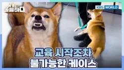 Literally Nothing Works on Rookie? [Dogs Are Incredible:Ep.7-3] | KBS WORLD TV 251230