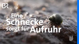 Aufruhr im Nobelviertel: Schnecke vs Spaziergänger | Capriccio | BR