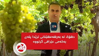دهۆک لە بەرهەمهێنانی ترێدا پلەی یەکەمی عێراقی گرتووە