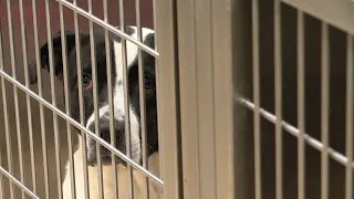 St. Louis County Pet Adoption Center extending waived adoption fees since announcing overcrowding
