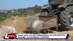 Πάνω από 475.000 θανατώσεις αιγοπροβάτων. Κρίσιμο το επόμενο τρίμηνο.
