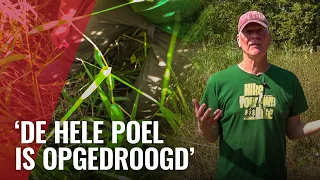 Minder muggen deze zomer? Dit is waarom