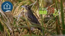 【大自然逐樣解4】第6集《田鳥》預告