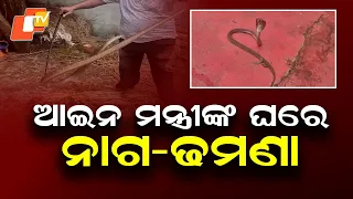4-Foot Cobra and 6-Foot Rat Snake Rescued from Odisha Law Minister's Residence