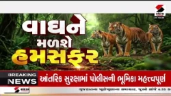 Gujarat |  ગુજરાતના એકમાત્ર નર વાઘને મળશે બે જીવનસાથી | Sandesh News