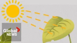 Climate Science: The impact of heat on plant photosynthesis
