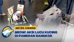 Metro Xinwen - GEMAS! Pameran Kucing di Bangkok Curi Perhatian