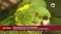 Ocho especies de aves se encuentran en riesgo en Nicaragua