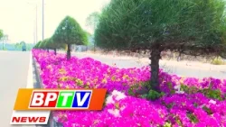 BPTV NEWS 13-4-2024:  Bougainvillea splash colour amid sunshine in Dong Xoai