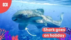 Shark goes on holiday | Reef School Stories
