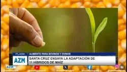 Santa Cruz ensaya la adaptación de 11 híbridos de maíz