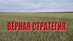 Специальный репортаж «Верная стратегия»