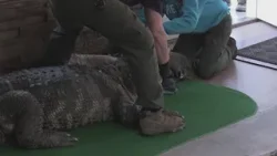 Documents shed more light on seizure of Albert the alligator in Hamburg