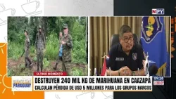 Destruyen 240 toneladas de marihuana cultivada en reserva forestal de Caazapá