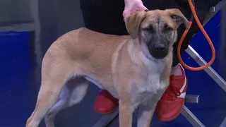Tailwagger! Meet Cookie Crisp, a smart, loving dog looking for a home