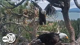 Big Bear eagle Shadow appears to have a new friend