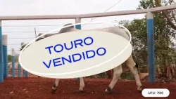 TOURO UFU 700