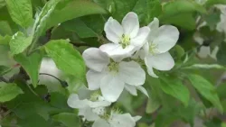 Седмична агрометеорологична прогноза