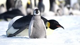 New technology allows scientist to track Emperor penguins through every season of the year