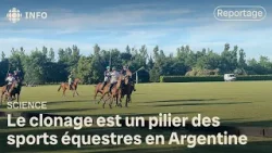 En Argentine, des entreprises se spécialisent dans le clonage des chevaux