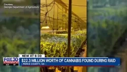 $22.3 million worth of cannabis found during raid