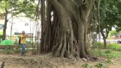 Esta es la historia de los árboles que son patrimonio en Belén