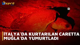 CARETTA RESCUED IN ITALY LAYS EGGS IN MUGLA