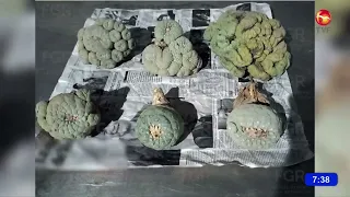 Peyote found during drug detection operation in Sonora