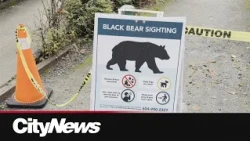 Metro Vancouver sees spike in black bear encounters