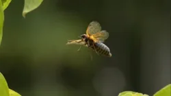 Cicada noise causes South Carolina residents to call sheriff